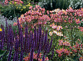 Salvia Nemorosa, Alstroemeria