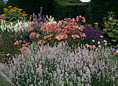 Lavender, Alstroemeria, Salvia