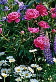 Early summer bed with peony, marguerite and lupine