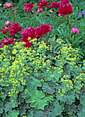Paeonia-lactiflora-Hybr. 'Bunker Hill' (Pfingstrose)