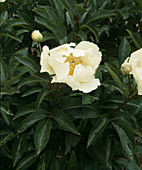 Paeonia lactiflora 'Claire de Lune' (Pfingstrose)
