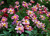 Paeonia lactiflora Hybr. 'Tamate-Bolen'