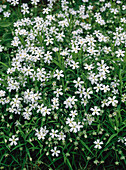 Cerastium arvense