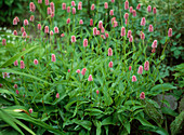 Polygonum carneum (Knotweed does not grow; garden friendly)