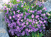 Campanula portenschlagiana bellflower