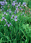 Iris sibirica 'My Love' (Schwertlilie), reichblühend