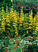 Lysimachia punctata