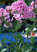 Phlox paniculata 'Land Hochzeit'