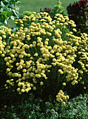 Santolina chamaeyparissus 'Edward Bowles' (Heiligenkraut)