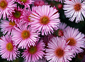 Aster Novi-Angliae 'Barr's Pink'