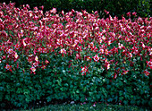 Aquilegia Swan (Red & White) / columbine