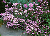 Saponaria ocymoides (soapwort)