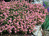 Helianthemum 'Lawrensons Pink' (Sunflower)