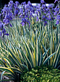 Iris pallida 'Aurea Variegata' / Bleiche Schwertlilie