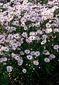 Erigeron 'Summer Snow' (Fine radiant aster)