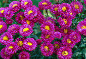 Erigeron 'Crimson Ray' (Fine Ray Aster)