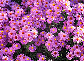 Aster dumosus (Prof. Kippenberg) Cushion aster