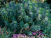 Euphorbia wulfenii (Wolfsmilch)