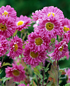 Chrysanthemum 'Corinna' (Garden Chrysanthemum)
