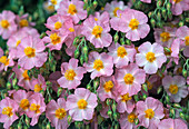 Helianthemum 'Lawrenson's Pink' (Sonnenröschenblüten)
