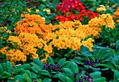 Primula elatior 'Crescendo' (Red, Yellow)