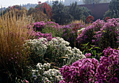 Aster novae-angliae 'Autumn Snow'