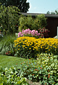 Rudbeckia coneflower