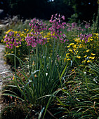 Allium cernuum