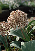 Allium karataviense