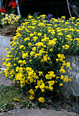 Alyssum saxatile