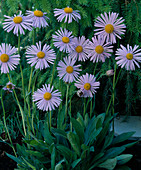 Aster tongolensis