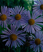 Aster tongolensis