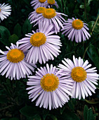 Aster tongolensis