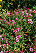 Aster novae angliae 'Ruby Treasure'