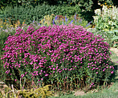 Aster novi-belgii 'Royal Velvet'