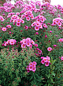 Aster novae-angliae 'Ley's End Beauty' (Rauhblattaster)