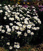 Aster dumosus (Cushion Aster)