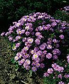 Aster dumosus (Cushion aster)