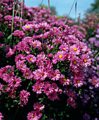 Aster Novi-belgii