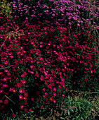 Aster Novi-belgii