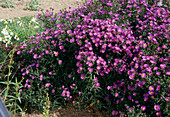 Aster novi-belgii 'Royal Velvet'