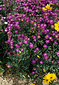 Aster novi-belgii 'Royal Velvet'