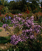 Aster Novi-belgii