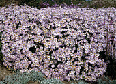 Aster pyrenaicus 'Lutetia'*