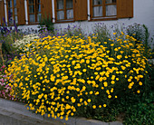 Anthemis tinctoria