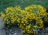 Anthemis tinctoria