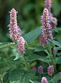 Agastache-Hybride