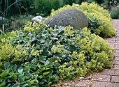 Alchemilla mollis