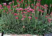 Antennaria dioica