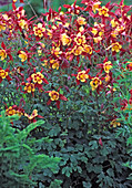Aquilegia caerulea 'Olympia' rot / gold